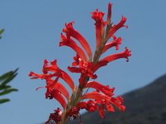 Tritoniopsis triticea