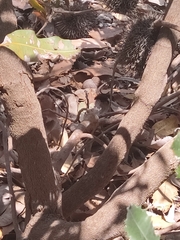 Banksia lemanniana