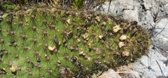 Opuntia galapageia