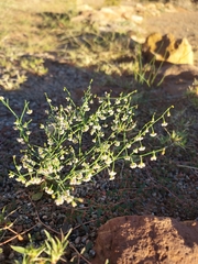 Eriogonum cernuum
