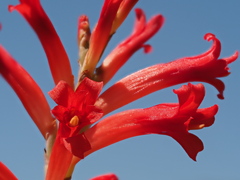 Tritoniopsis triticea