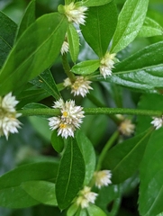 Alternanthera sessilis