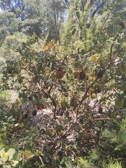 Banksia lemanniana