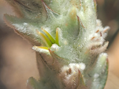 Phylica spicata spicata