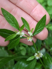 Alternanthera sessilis