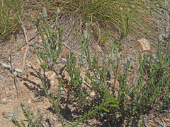 Phylica spicata spicata