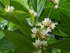 Alternanthera sessilis