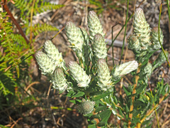 Phylica spicata spicata