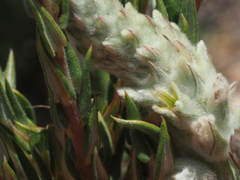 Phylica spicata spicata