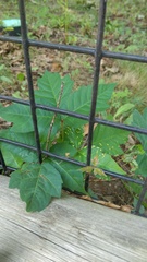 Toxicodendron radicans