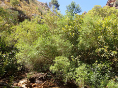 Metrosideros angustifolia