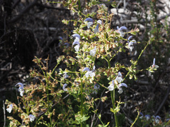 Salvia chamelaeagnea