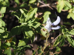 Salvia chamelaeagnea