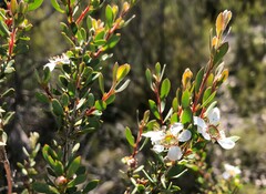 Leptospermum coriaceum