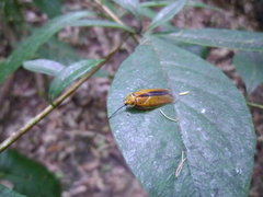 Balta bicolor