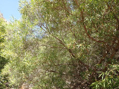 Metrosideros angustifolia