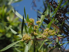 Metrosideros angustifolia