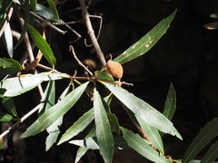 Metrosideros angustifolia