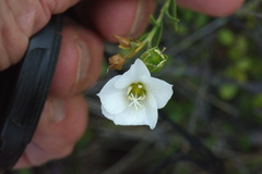 Linum monogynum monogynum