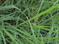 Dichromorpha viridis