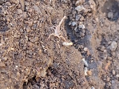 Paravaejovis confusus