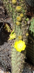 Opuntia galapageia
