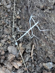 Parabacillus hesperus