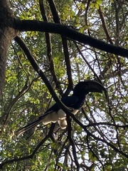 Bycanistes bucinator