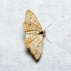 Scopula rubraria