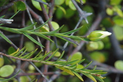 Linum monogynum monogynum