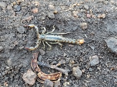 Superstitionia donensis