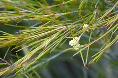 Melaleuca uncinata