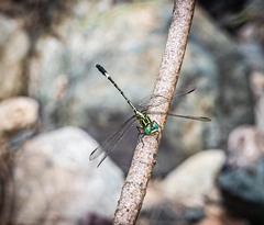 Austrogomphus amphiclitus
