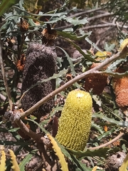 Banksia pilostylis