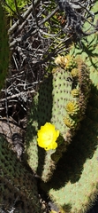 Opuntia galapageia
