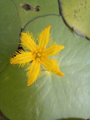 Nymphoides thunbergiana