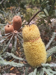 Banksia pilostylis