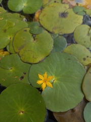 Nymphoides thunbergiana