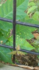 Toxicodendron radicans