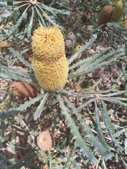 Banksia pilostylis