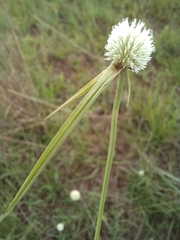 Cyperus cristatus