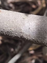 Banksia pilostylis