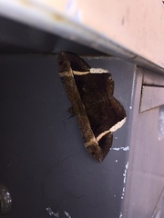 Hemeroblemma mexicana