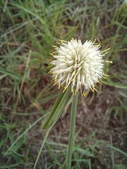 Cyperus cristatus