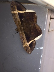 Hemeroblemma mexicana