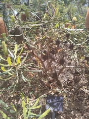 Banksia pilostylis
