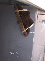 Hemeroblemma mexicana