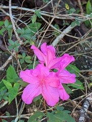 Rhododendron indicum
