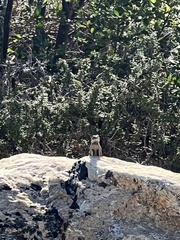 Sceloporus occidentalis