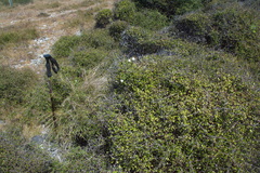 Linum monogynum monogynum